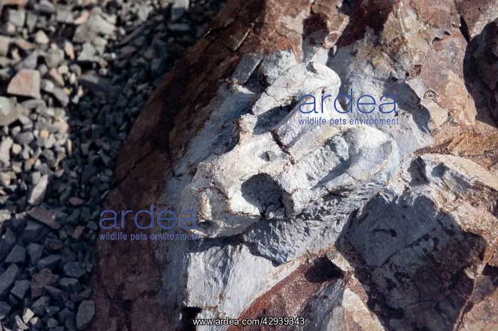 : Fossilised skull of Emydops - a dicynodont mammal-like : Fossilised skull of Emydops - a dicynodont mammal-like