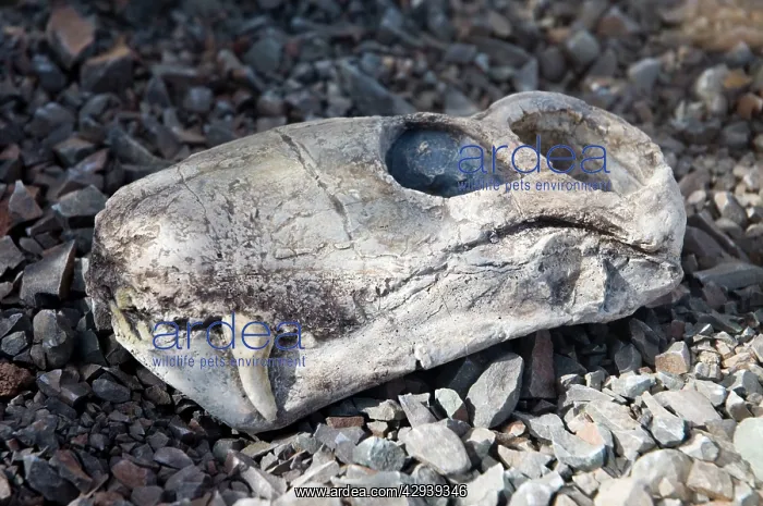 : Fossilised skull of gorgonopsian Lycaenops - a : Fossilised skull of gorgonopsian Lycaenops - a