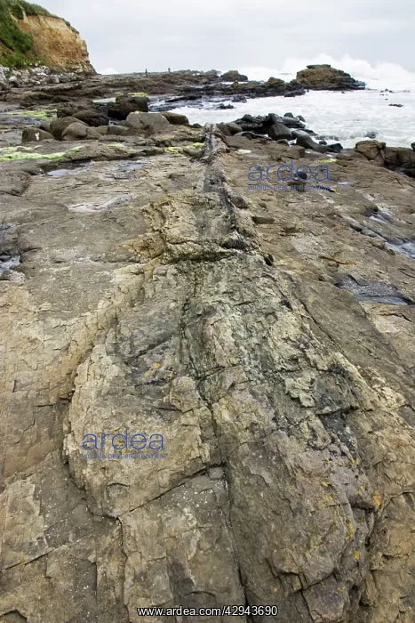 : Fossilised tree trunk - in exposed rocks on beach : Fossilised tree trunk - in exposed rocks on beach