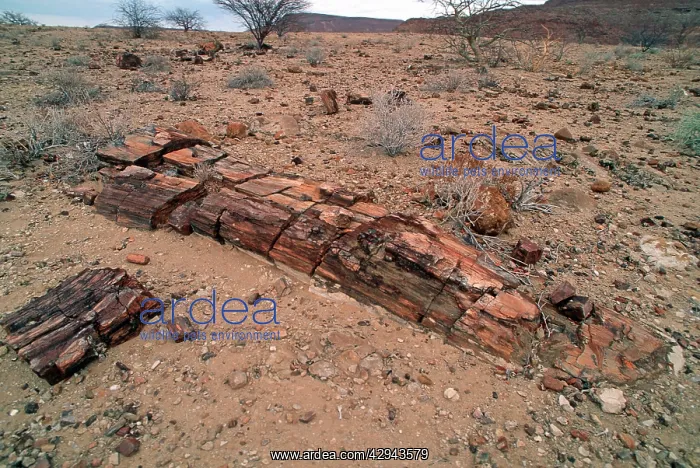 : Fossilised trees in petrified forst : Fossilised trees in petrified forst