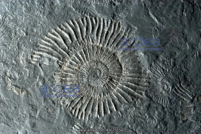 : Fossilized Ammonites : Fossilized Ammonites