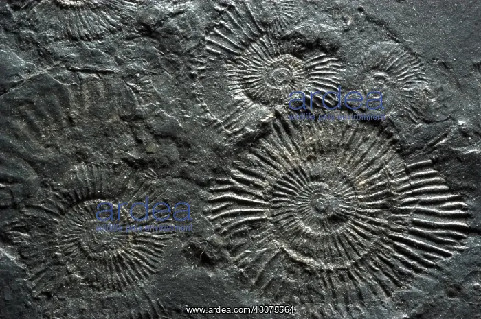 : Fossilized Ammonites : Fossilized Ammonites