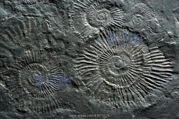 : Fossilized Ammonites : Fossilized Ammonites
