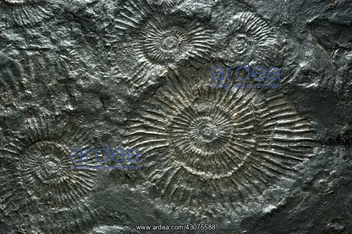  : Fossilized Ammonites