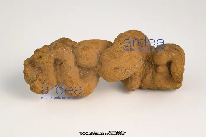  : Fossilized Coprolite