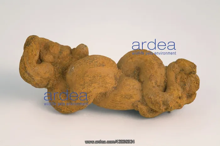 : Fossilized Coprolite : Fossilized Coprolite