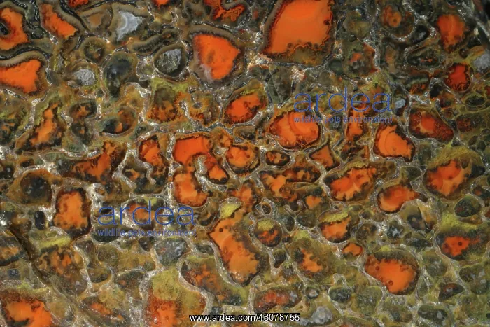  : Fossilized Dinosaur Bone