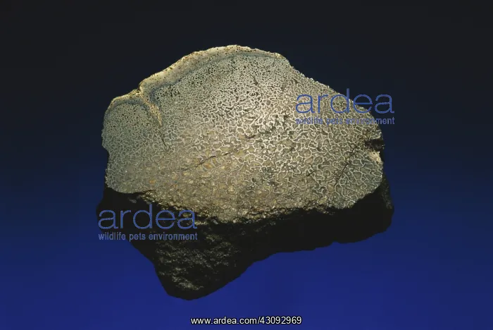 : Fossilized Dinosaur Bone : Fossilized Dinosaur Bone