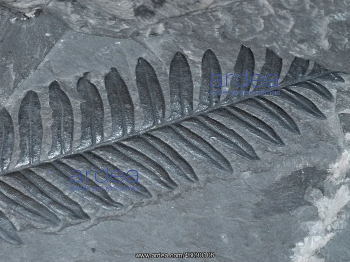  : Fossilized Fern