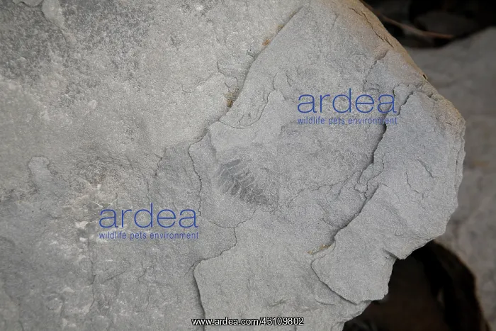 : Fossilized fern : Fossilized fern