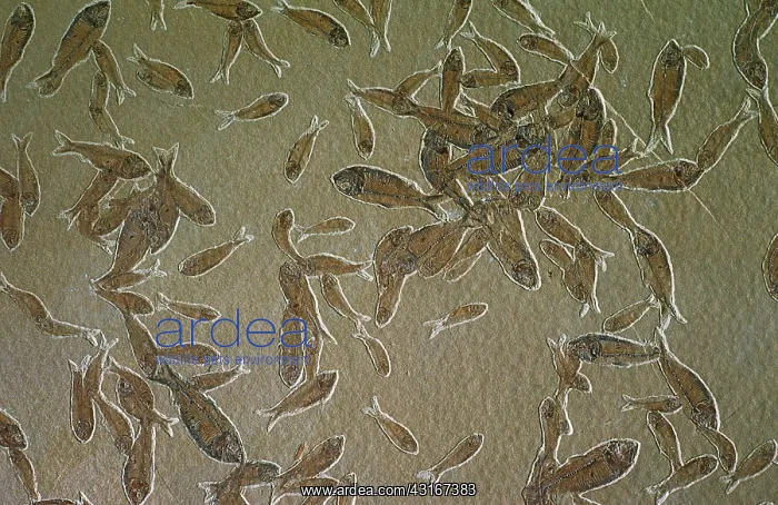 : Fossilized Fish : Fossilized Fish