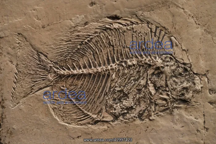 : Fossilized Fish - Mesozoic period : Fossilized Fish - Mesozoic period