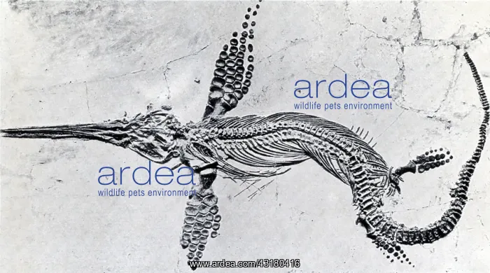 : Fossilized Ichthyosaur, Mesozoic Reptile : Fossilized Ichthyosaur, Mesozoic Reptile
