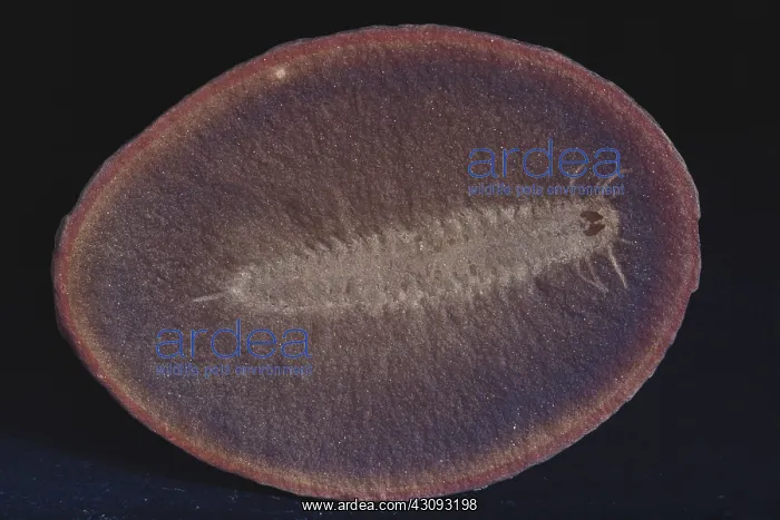 : Fossilized Marine Worm : Fossilized Marine Worm