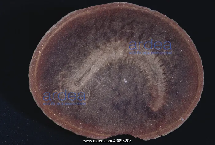 : Fossilized Marine Worm : Fossilized Marine Worm