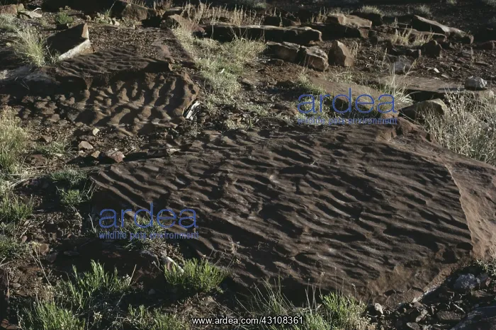 : Fossilized Ripple Marks : Fossilized Ripple Marks
