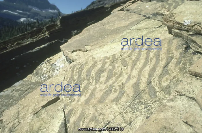: Fossilized Ripples : Fossilized Ripples