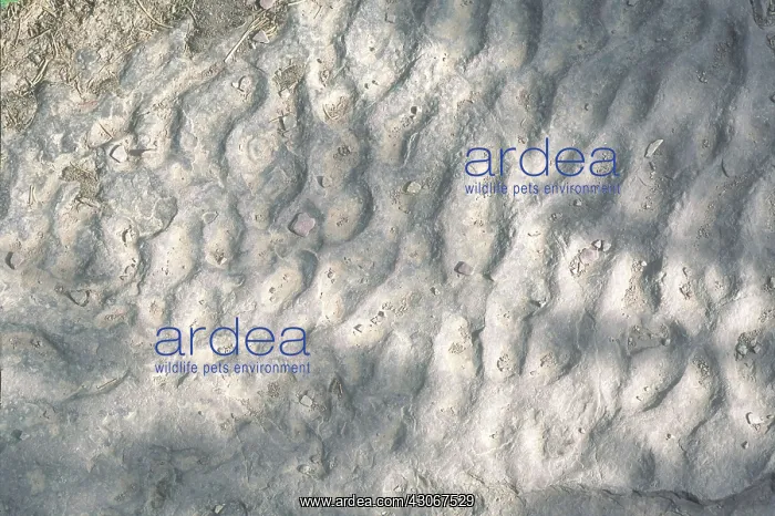 : Fossilized Ripples : Fossilized Ripples