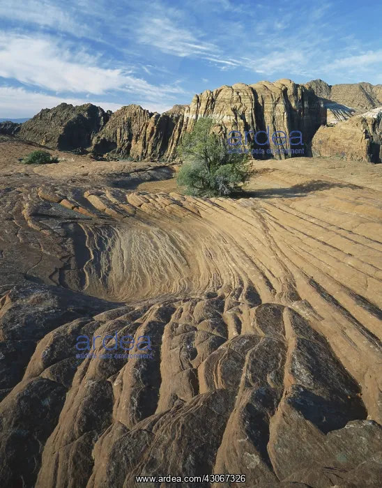 : Fossilized Ripples in Snow Canyon : Fossilized Ripples in Snow Canyon