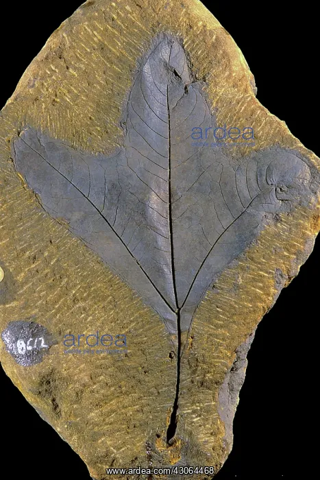 : Fossilized Sassafras leaf : Fossilized Sassafras leaf
