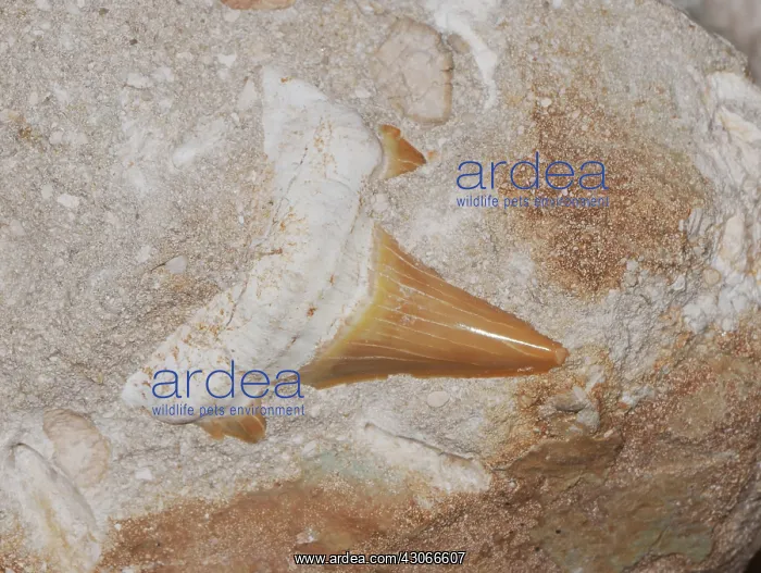 : Fossilized Shark's Tooth : Fossilized Shark's Tooth
