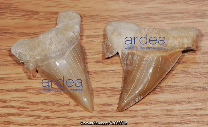 : Fossilized Shark's Tooth : Fossilized Shark's Tooth