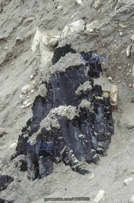 : Fossilized Tree Trunk : Fossilized Tree Trunk