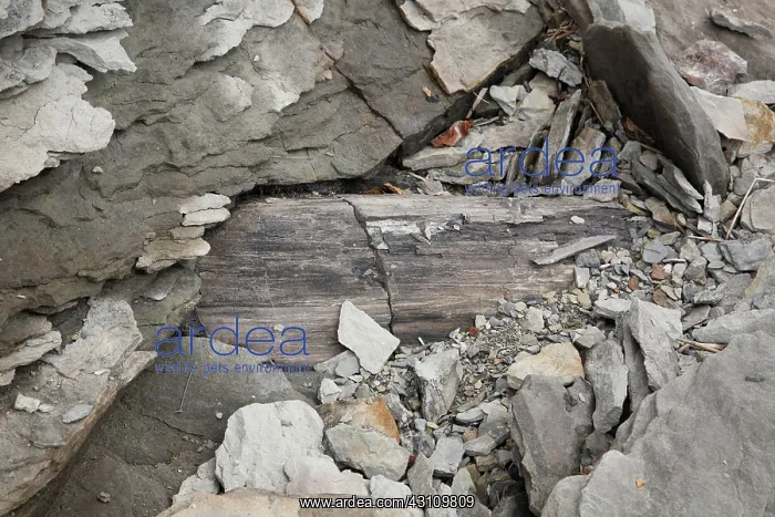 : Fossilized wood : Fossilized wood