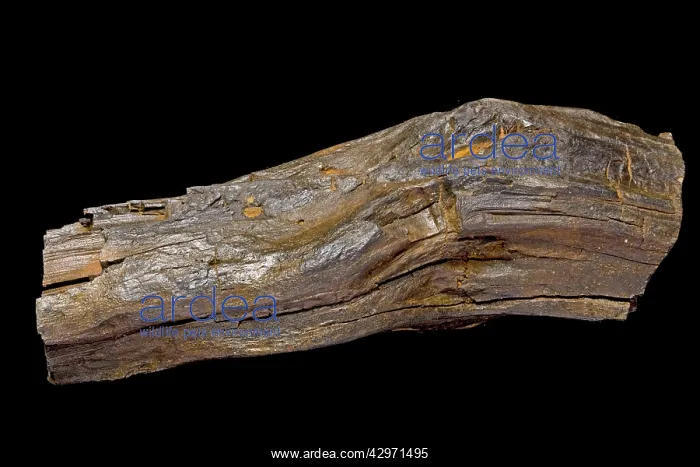 : Fossilized Wood / Lignite of Agathoxylon, a conifer : Fossilized Wood / Lignite of Agathoxylon, a conifer
