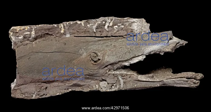 : Fossilized Wood / Lignite of Agathoxylon, a conifer : Fossilized Wood / Lignite of Agathoxylon, a conifer