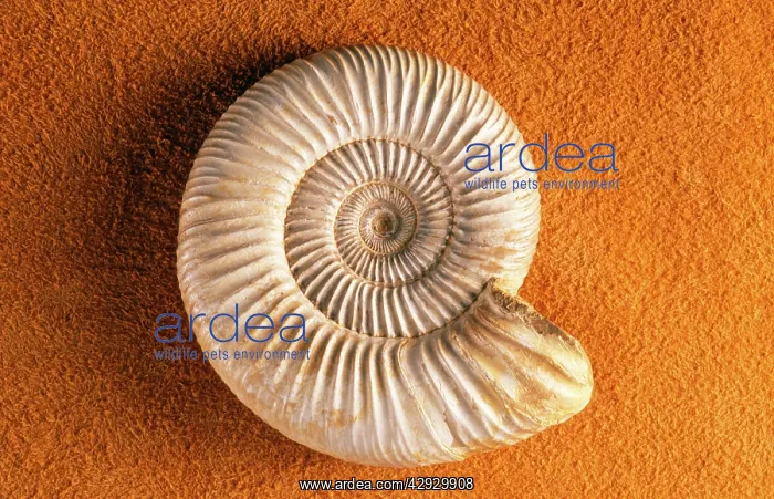 : FOSSILS - Ammonite : FOSSILS - Ammonite