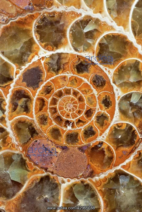 : Fossils - Ammonite (cross section, close-up) - Jurassic : Fossils - Ammonite (cross section, close-up) - Jurassic