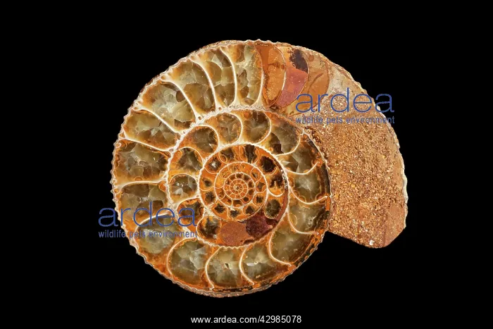 : Fossils - Ammonite (cross section) - Jurassic : Fossils - Ammonite (cross section) - Jurassic