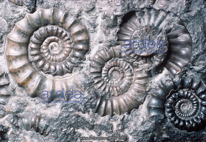 : FOSSILS - AMMONITES : FOSSILS - AMMONITES