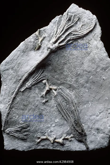  : Fossils - Crinoids - Larger specimen - Abrotocrinus