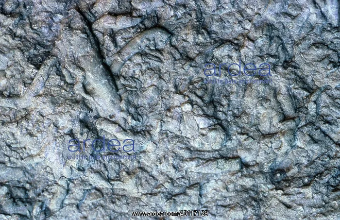 : Fossils from the Grand Canyon : Fossils from the Grand Canyon