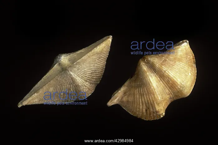 : Fossils: Spirifers - Species name - Cyrtospirifer : Fossils: Spirifers - Species name - Cyrtospirifer