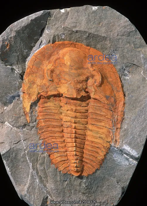 : Fossils: Trilobite Cambriopallace : Fossils: Trilobite Cambriopallace