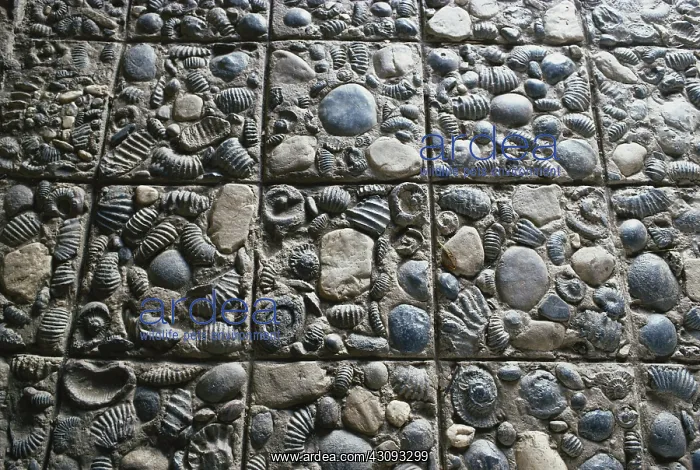 : Fossils Used in Paving : Fossils Used in Paving