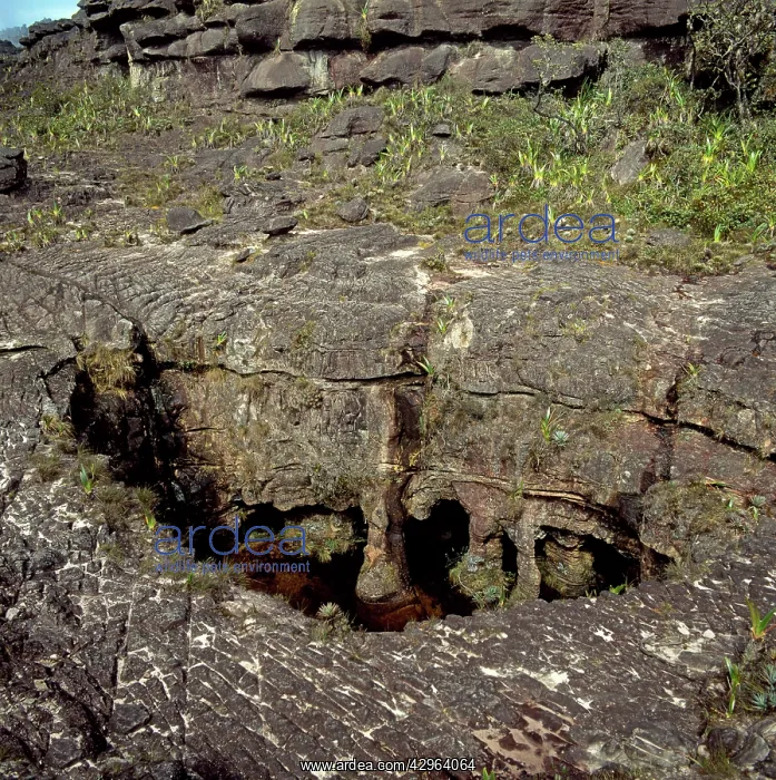 : Fosso (Sinkhole), summit of Mount Roraima (Cerro Roraima) : Fosso (Sinkhole), summit of Mount Roraima (Cerro Roraima)