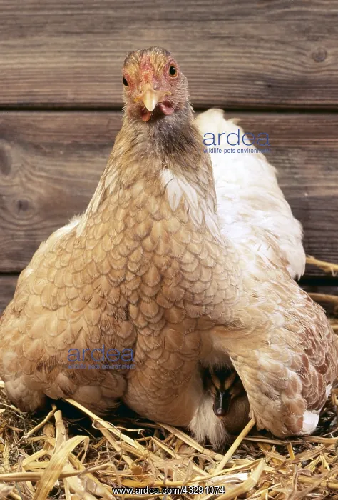 : Foster Hen & Duckling : Foster Hen & Duckling