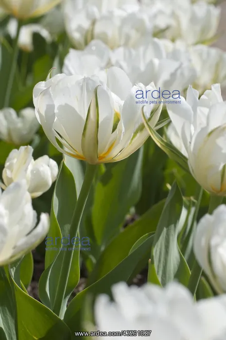 : Foster tulip Exotic Emperor in bloom in a garden : Foster tulip Exotic Emperor in bloom in a garden