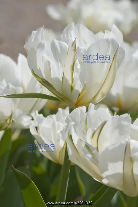 : Foster tulip Exotic Emperor in bloom in a garden : Foster tulip Exotic Emperor in bloom in a garden