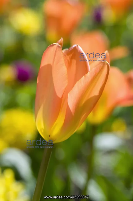 : Foster tulip Orange Emperor in bloom in a garden : Foster tulip Orange Emperor in bloom in a garden