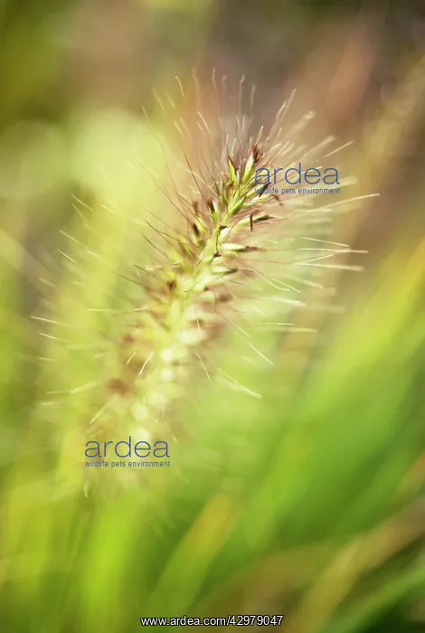 : Fountain Grass : Fountain Grass