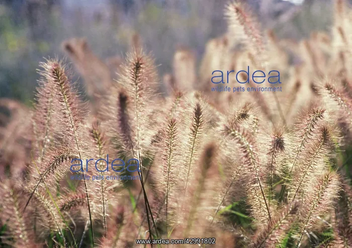 : Fountain grass : Fountain grass