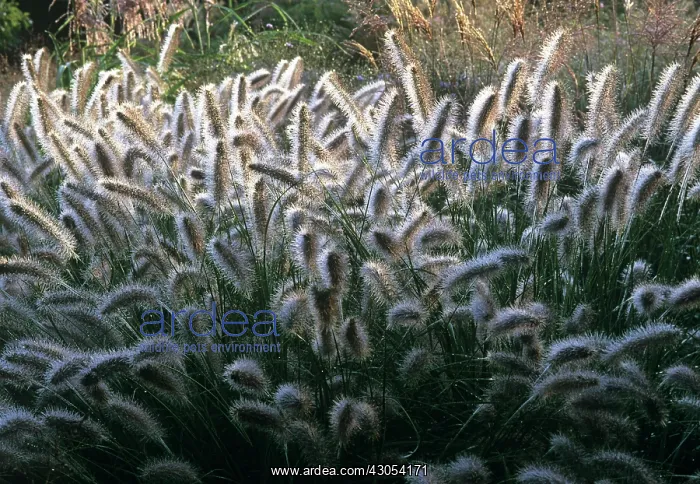 : Fountain Grass : Fountain Grass