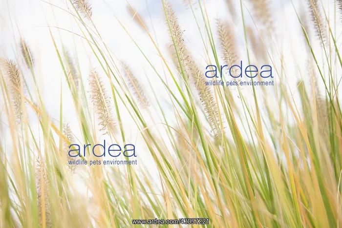 : Fountain Grass : Fountain Grass