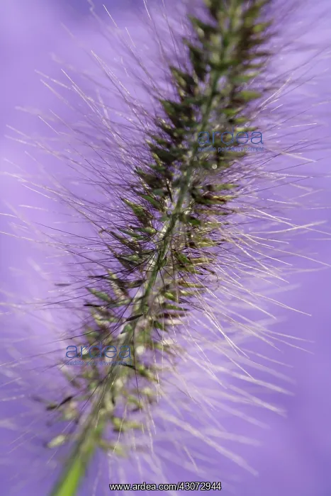 : Fountain Grass : Fountain Grass