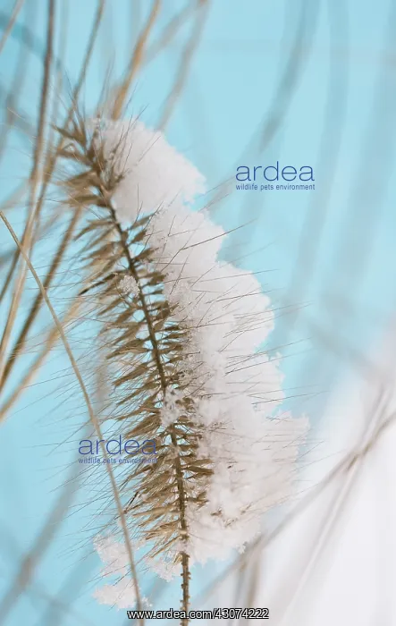 : Fountain Grass : Fountain Grass